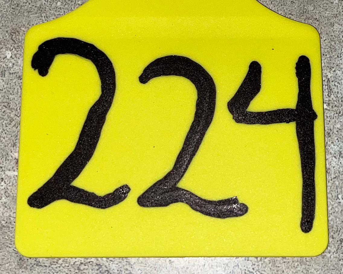 A close up image of numbers written on the yellow two-piece ear tag with a paint pen showing the rough texture of the face of the tag.