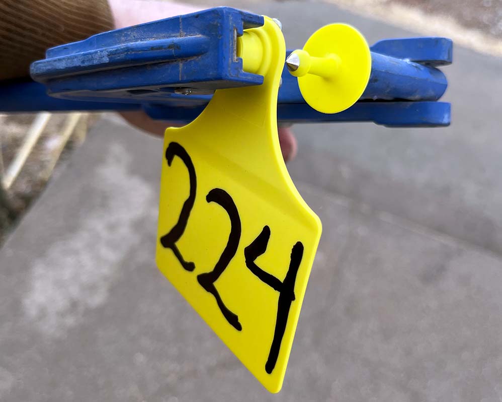 A yellow two-piece ear tag on a blue ear tag applicator