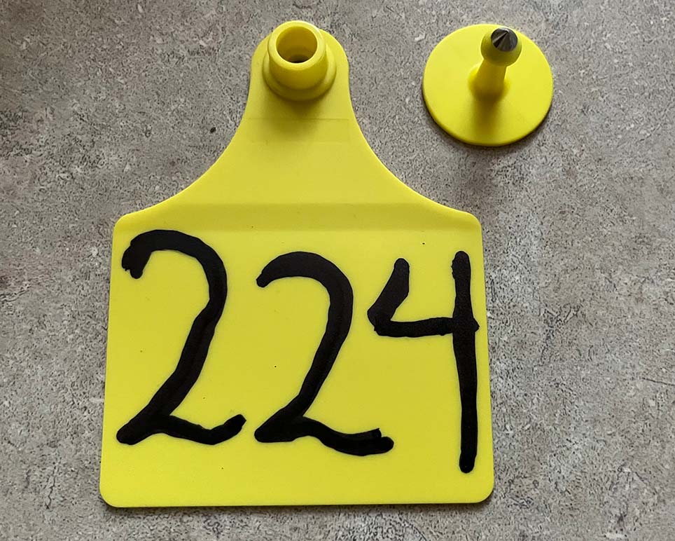 A yellow two-piece ear tag with numbers written on the female piece with the male button next to it.