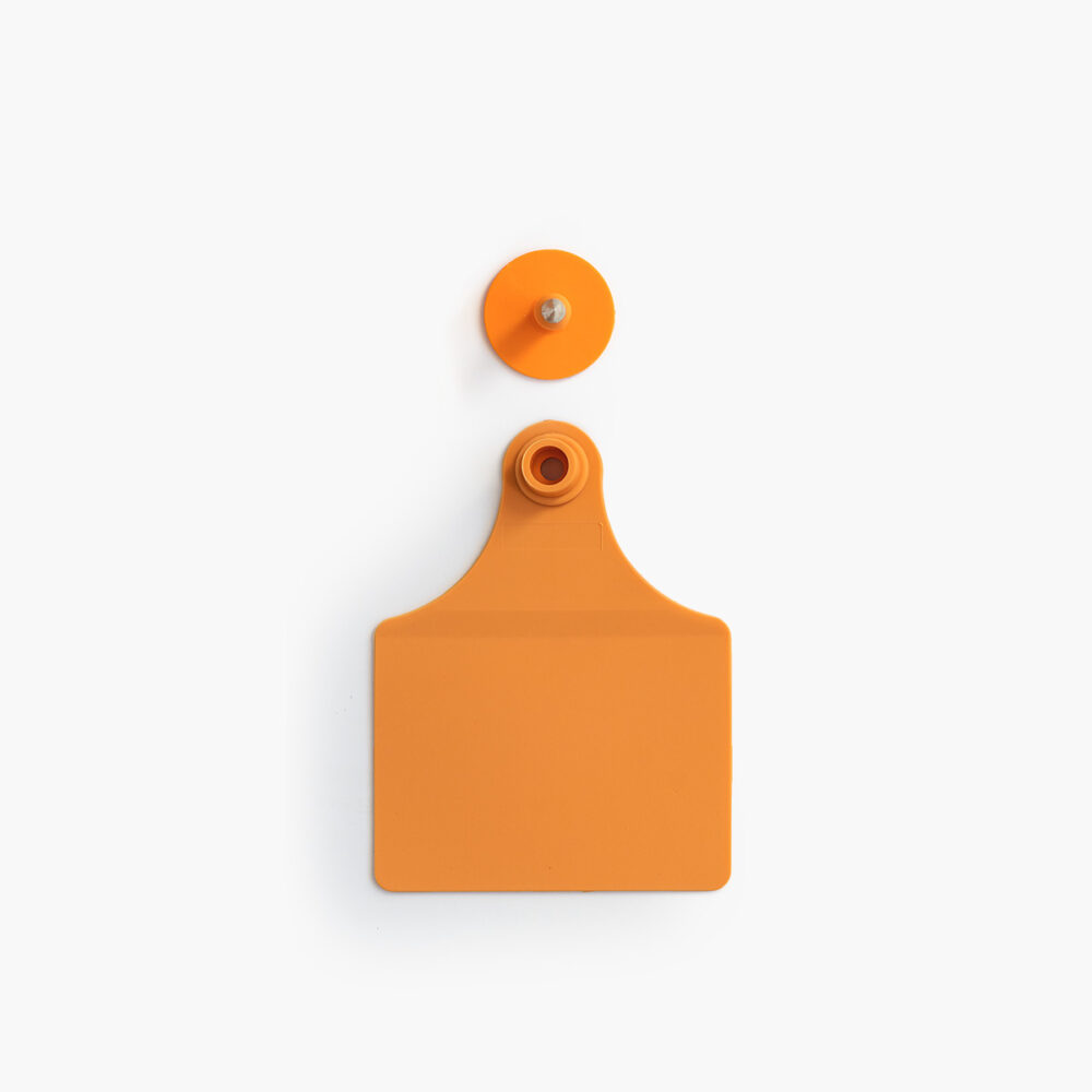 The front of an orange female tag and an orange male button.